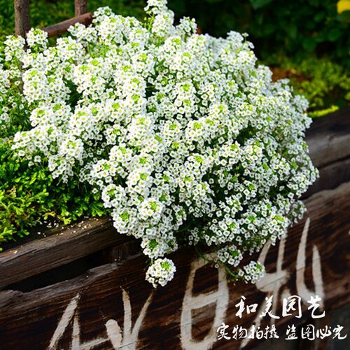 香雪球草本植物庭院冬春耐寒