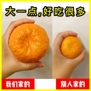 湖南湘西椪柑大果10斤装新鲜碰柑橘子丑柑芦柑孕妇应现季水果柑子