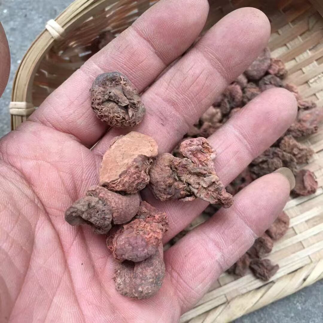 野生中草药正品 散血子,紫背天葵根散血子250克优质无硫