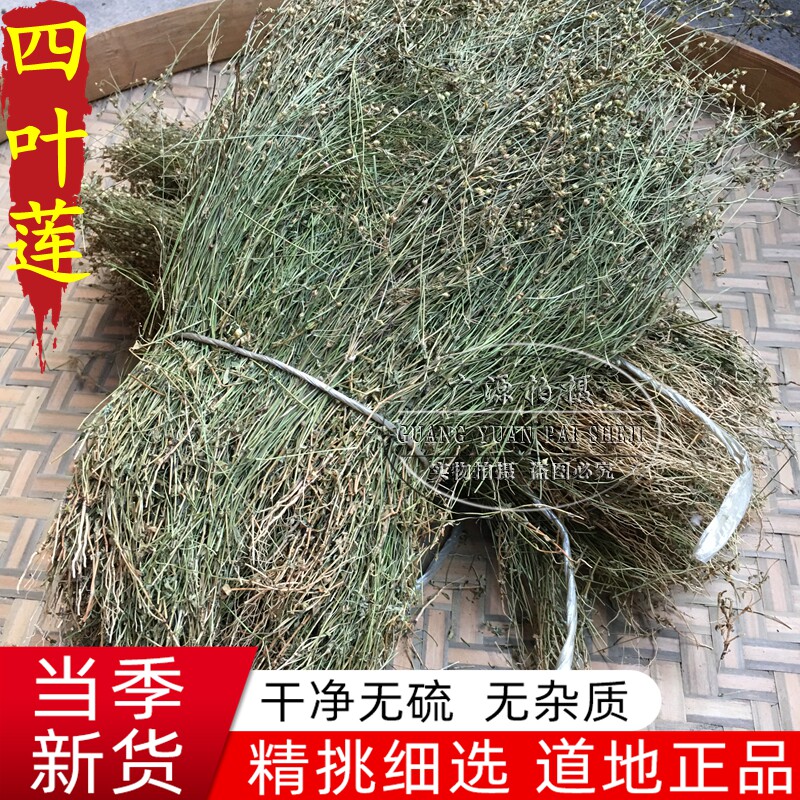 四叶莲  野生中药材田字草 天良草四叶菜 四叶苹 四合莲500克包邮