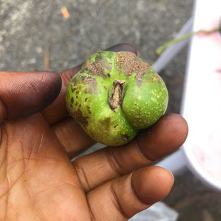 速发异型蛇头文玩核桃青皮手把件精选配对男士赌青皮盘玩青皮核桃