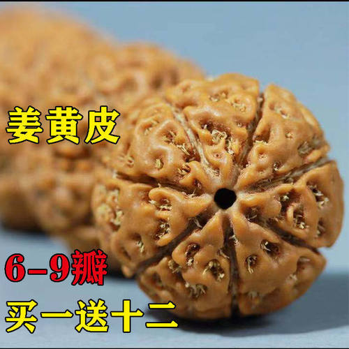 大金刚姜黄皮同树籽深山老油籽