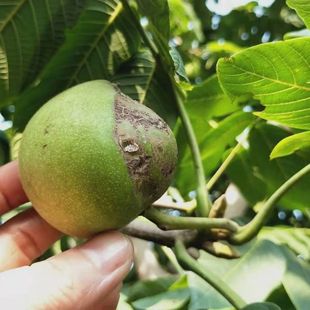 异型蛇头文玩核桃青皮手把件精选配对男士赌青皮盘玩青皮核桃文玩