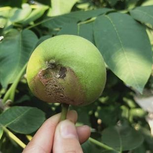 异型蛇头文玩核桃青皮手把件精选配对男士赌青皮盘玩青皮核桃文玩