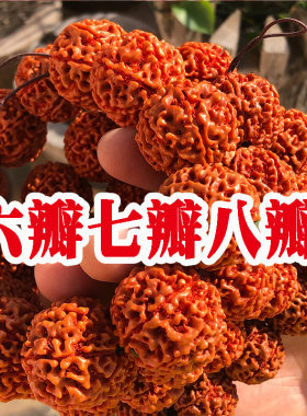 印尼大金刚菩提手串落地红爆肉