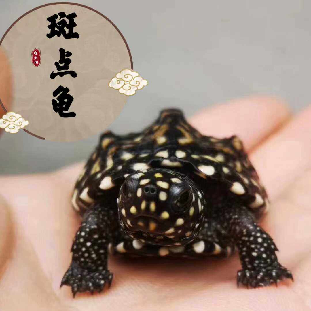 斑点龟苗黑池龟热带深水龟鱼缸混养龟吃粪龟招财宠物龟活体,宠物/宠物食品及用品,龟/鳖,淘宝优惠券,粉丝福利购,淘宝优惠卷