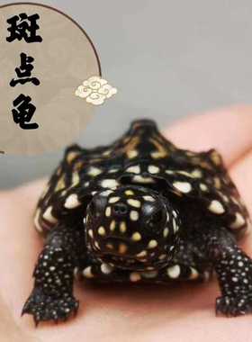 斑点龟苗黑池龟热带深水龟鱼缸混养龟吃粪龟招财宠物龟活体