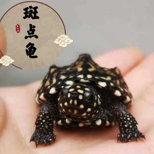 斑点龟苗黑池龟热带深水龟鱼缸混养龟吃粪龟招财宠物龟活体