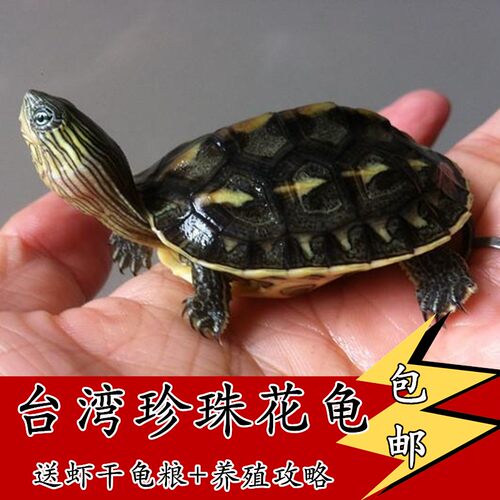 活体珍珠龟草龟镇宅草龟