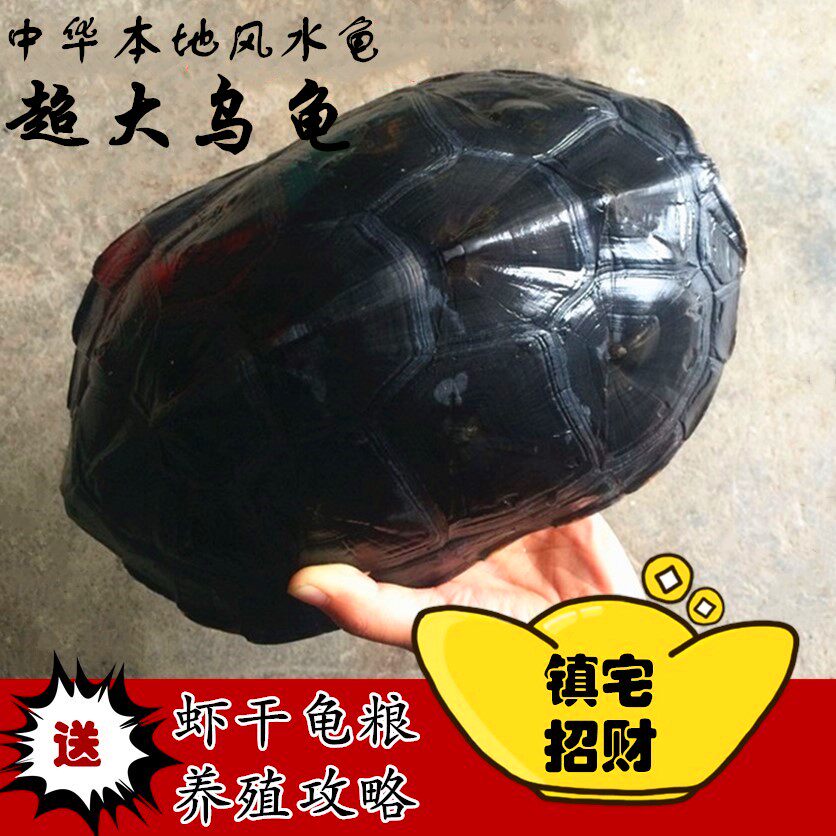中华花龟大小乌龟苗活物珍珠龟六线草龟活体水龟长寿龟宠物龟