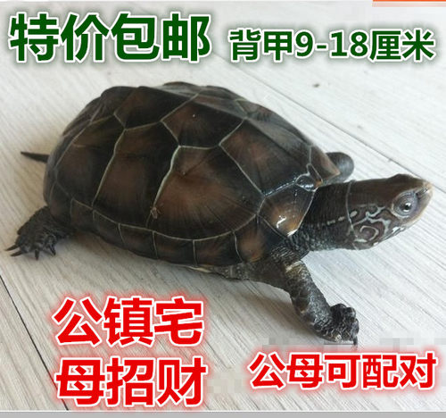 活体本地风水金线中华草龟