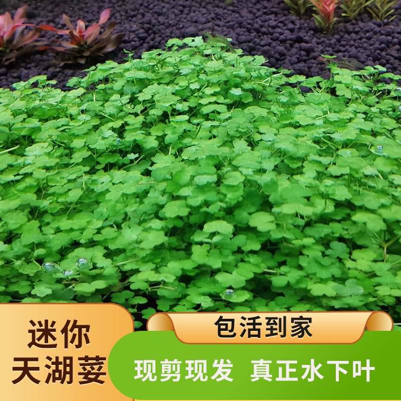 迷你天湖荽鱼缸造景天胡荽前景草爬地草坪类水草