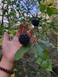 东北特产黑龙江伊春林区野生黑豆刺五加籽无添加刺五加籽
