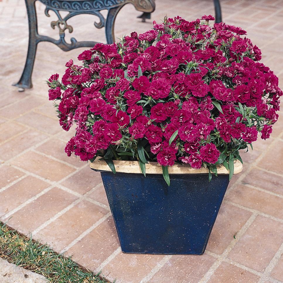 泛美重瓣石竹王朝耐寒盆栽庭院花境切花自由露台多年生花卉苗插花