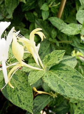 花叶金银花薄荷脆  Lonicera 'Mint Crisp花期夏季藤本耐寒可食用