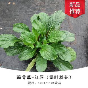 筋骨草 红唇 绿叶阔叶型 耐寒 耐热 多年生宿根盆栽庭院 地被耐阴