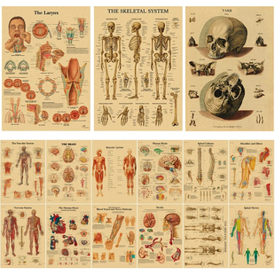 Retro Organ Systems The Human Body Poster Skeleton Anatomy