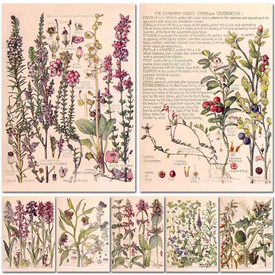Wild Plant Flowers Retro knowledg Poster Home Bed Room Decor