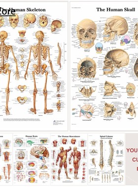 Anatomy and Physiology Body Structure Art Poster Wall Painti