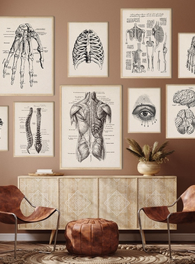 Human Anatomy Artwork Medical Picture Muscle Skeleton Poster