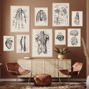 Human Anatomy Artwork Medical Picture Muscle Skeleton Poster