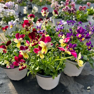 小兔子角堇蝴蝶花盆栽耐寒易养带花苞适合阳台庭院冬天春天花期长