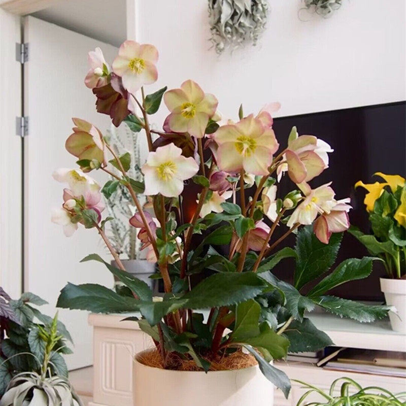 铁筷子宿根植物阳台室外春天冬天