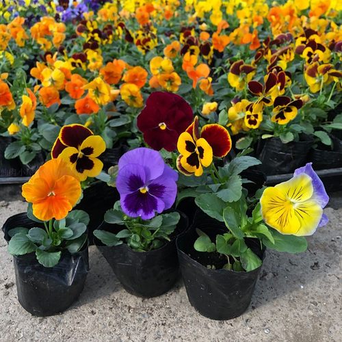 三色瑾盆栽冬天开花耐寒