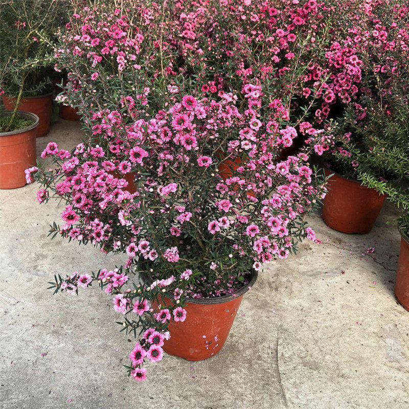 开花松红梅盆栽耐寒耐冻花卉室外庭院花园植物花期长松雪梅花苗