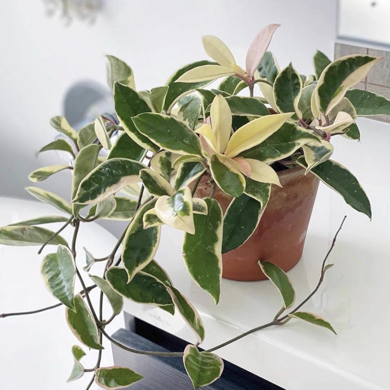 花叶球兰锦阳台室内爬藤垂吊植物攀援花卉观叶观花绿植盆栽