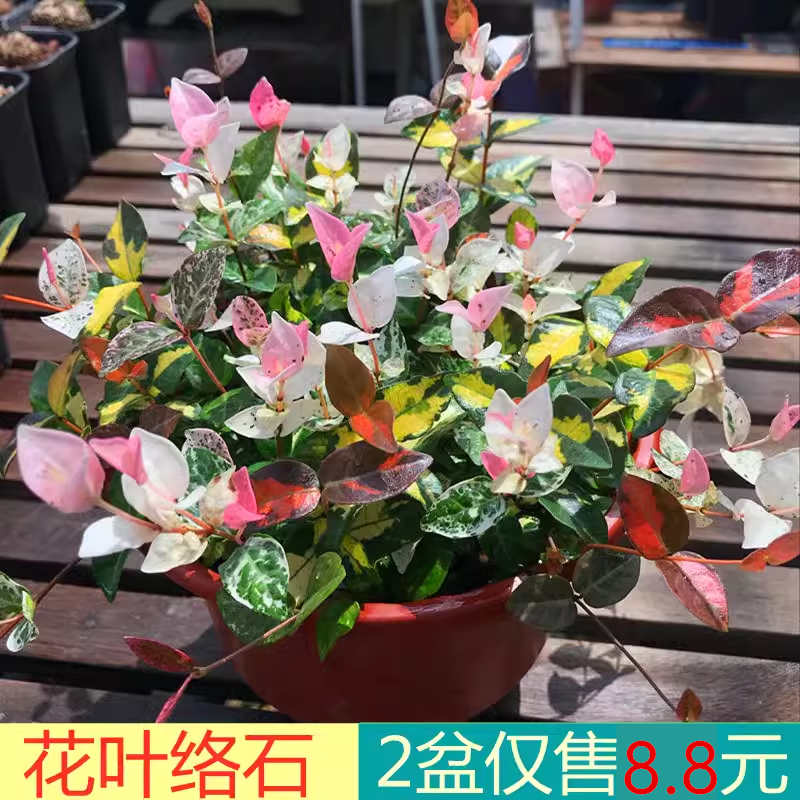 花叶络石花苗盆栽彩叶络石吊兰四季垂吊耐热耐寒植物庭院绿植花卉