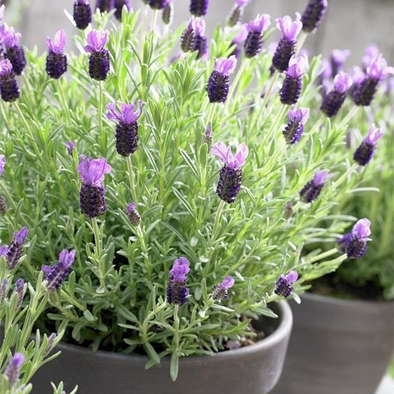 法国薰衣草带花阳台室外