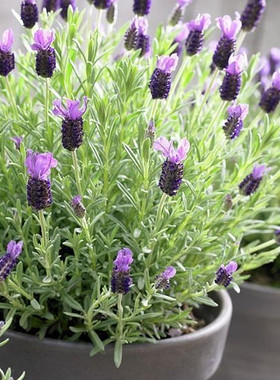 法国薰衣草盆栽兔儿朵植物耐寒耐热阳台庭院花卉甜薰衣草