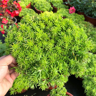 佛甲草盆栽阳台庭院草坪露天地栽耐寒耐热黄金佛甲草草皮多肉植物