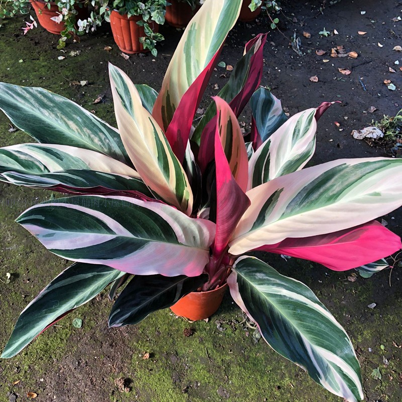 彩虹竹芋盆栽室内植物新手好养观叶绿植豹纹办公室桌面花卉