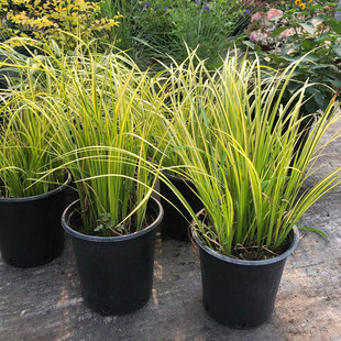 金叶石菖蒲盆栽多年生耐寒耐热地被花镜植物搭配造景花苗观叶