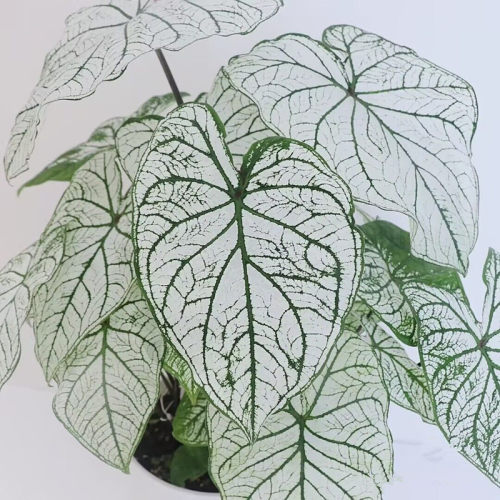 竹芋黄金室内花办公室观叶植物