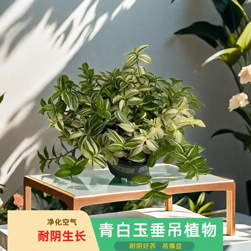 花叶青白玉吊兰盆栽油画婚礼鸭跖草室内阳台耐阴垂吊植物净化空气图片