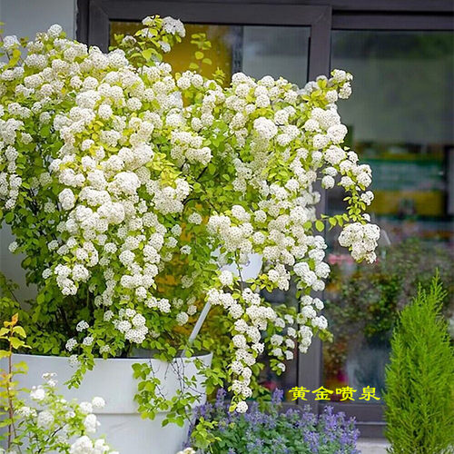 春天多年生灌木耐寒耐热
