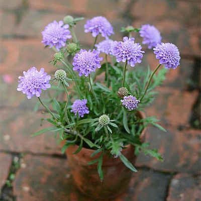 蓝盆花盆栽带花苞好养春天秋天