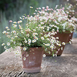 墨西哥飞蓬草盆栽阳台庭院易爆盆花卉耐寒小雏菊宿根花镜地被植物