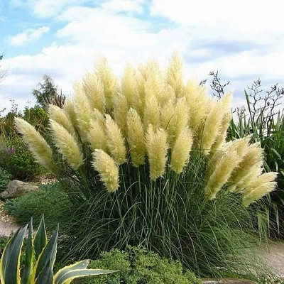 新品矮蒲苇盆栽庭院陆地水生花卉耐寒零下15植物多年生宿根花镜观