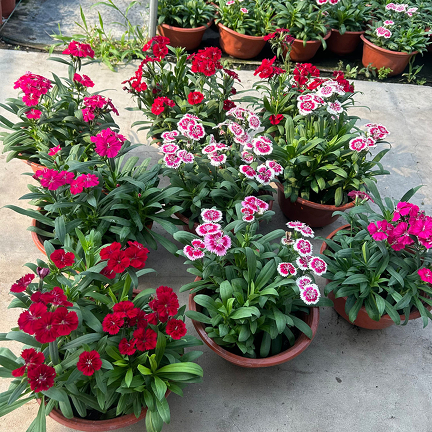 五彩石竹花卉盆栽耐热耐寒带花苞庭院绿化易成活花期长