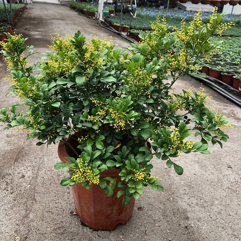 米兰盆栽浓香型四季花卉多年生开花植物阳台室外米兰老桩开花不断