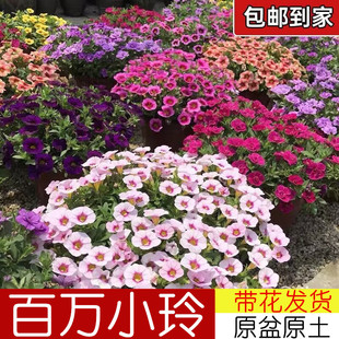 百万小玲花苗盆栽带花苞舞春花阳台庭院垂吊花卉植物好养四季花卉