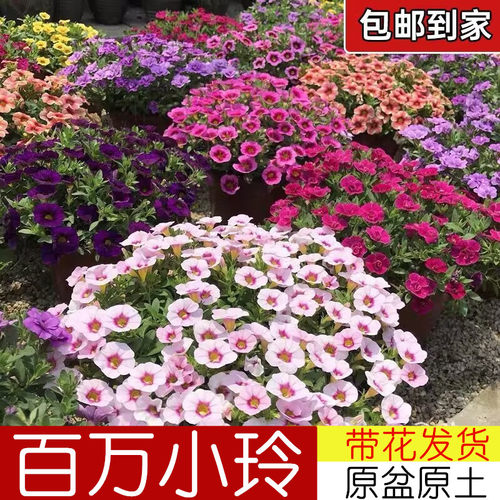 百万小玲花苗盆栽带花苞舞春花