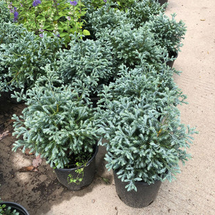 蓝湖柏盆栽庭院造景耐冻花园植物蓝色波尔瓦树苗花镜耐寒零下20