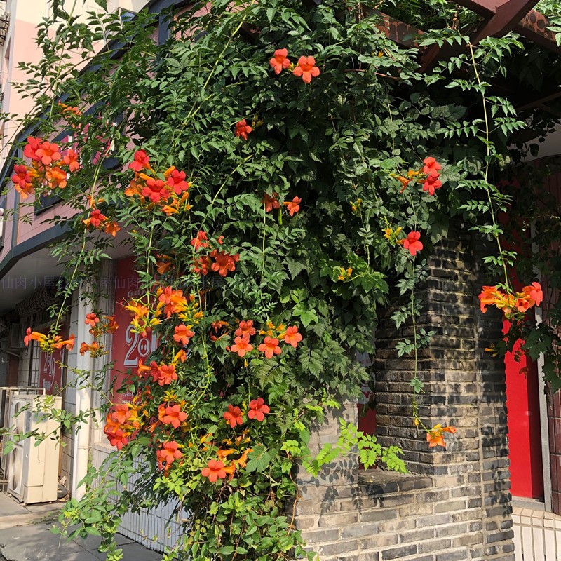 爬藤植物室外攀援四季凌霄花苗图片