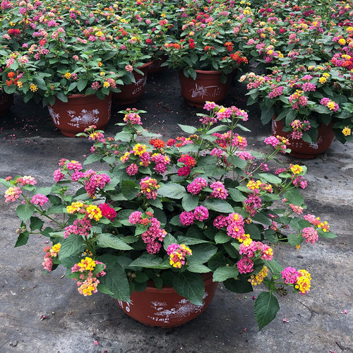 耐晒阳台五色梅四季开花