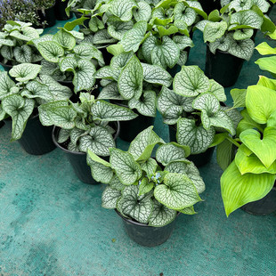 心叶牛舌草耐寒耐荫多年生宿根盆栽阳台庭院绿植花卉花镜地被植物